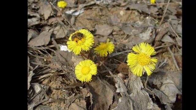 село Пономаревка Колыванский район смотреть онлайн