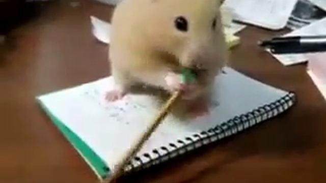 хомяк экстримал