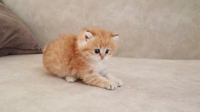 Funny Kitten wags its tail like a Puppy смотреть онлайн