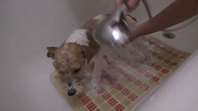 Bathing the puppy / Jack Russell Terrier puppy is washing / How to wash a puppy? How to wash a dog? смотреть онлайн