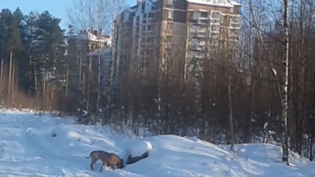 Зимний солнечный день 8 февраля 2027г м-н Южный ,,дорога на Бенгардовку смотреть онлайн