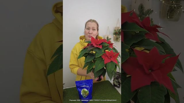ПУАНСЕТТИЯ: бесконечное цветение #цветы смотреть онлайн