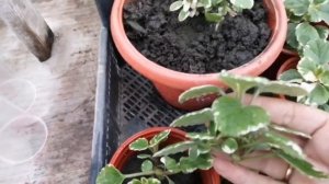 Плектрантус - самое простое черенкование!