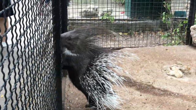 Милахи дикобразы в Тайгане! Cute porcupines in Taigan! смотреть онлайн