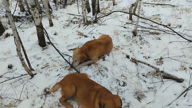 Осенняя охота с русской гончей смотреть онлайн