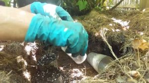 Как размножить сирень черенками.