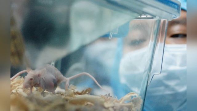 Урок здоровья «Мобильный телефон друг или враг». смотреть онлайн