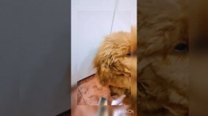 уход за пуделем / сушка пуделя после купания обычным феном / гигиена пуделя / 2 часа на просушку ?