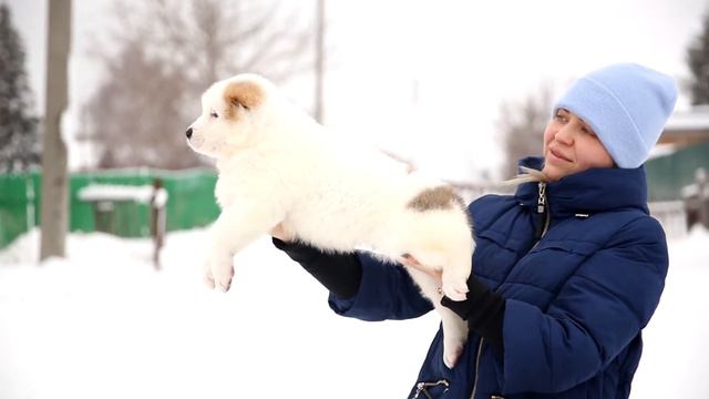 кобель фиолетовый ошейник смотреть онлайн
