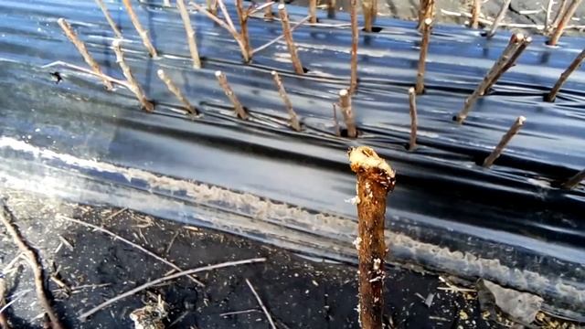 размножение всл-2 одревесневшими черенками