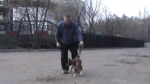 Дрессировка собак, коррекция поведения Басенджи, приучение к выстрелу