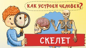 Как устроен человек? Как устроен мой скелет. Зачем мне кости? Тело человека. НаучПок.