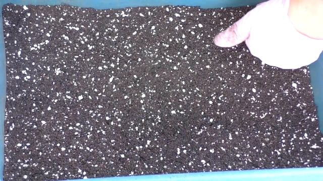 ПОСЕВ Семян ПЕЛАРГОНИИ Из ИСПАНИИ. Мои цветы. Мой опыт. смотреть онлайн