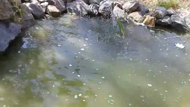 Позеленел пруд.Эксперемент-Известь в пруд?!поможет или нет? смотреть онлайн