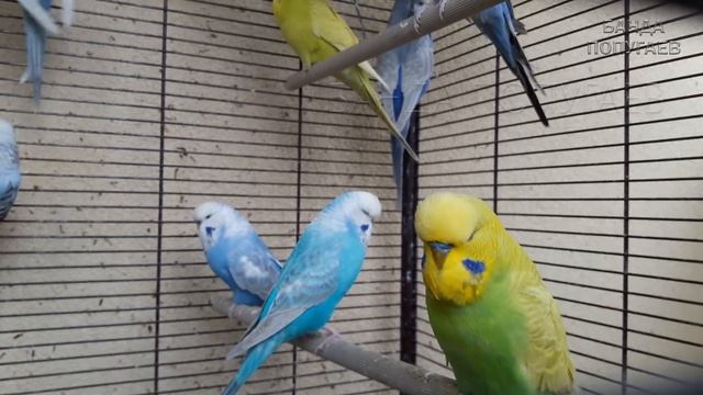 ? Учим попугая по имени Кеша говорить. Видеоурок 3: "Кеша, привет!" смотреть онлайн