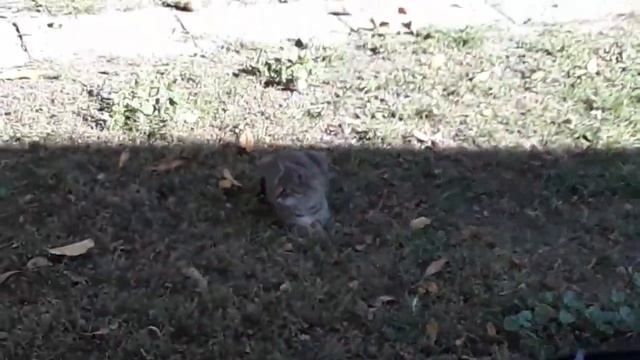 Шашлык на колёсном диске смотреть онлайн