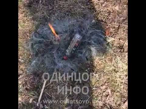 В Барвихе нашли и уничтожили сети браконьеров смотреть онлайн