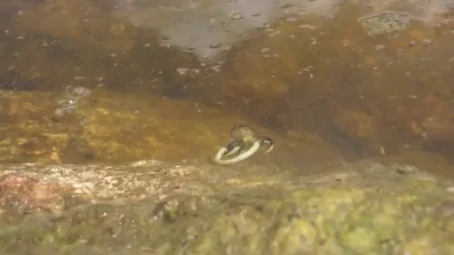 Giant Water Bug Attacks and Eats a Snake That snake was no match for the g смотреть онлайн