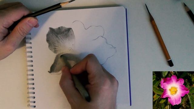 КАК НАРИСОВАТЬ РЕАЛИСТИЧНЫЙ ЦВЕТОК карандашом #2. Рисуем лепестки смотреть онлайн
