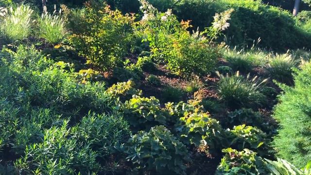 Shade in the Height of Summer смотреть онлайн