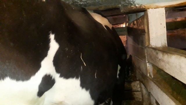 Мы вынуждены поднять цену на молочную продукцию! Корма сильно подорожали. смотреть онлайн