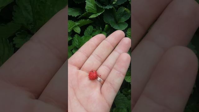 Что выросло из семян с Китая "черной и синей" клубники смотреть онлайн