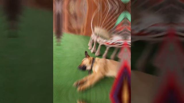 2021.08. фрейдик спит на балконе. фото смотреть онлайн