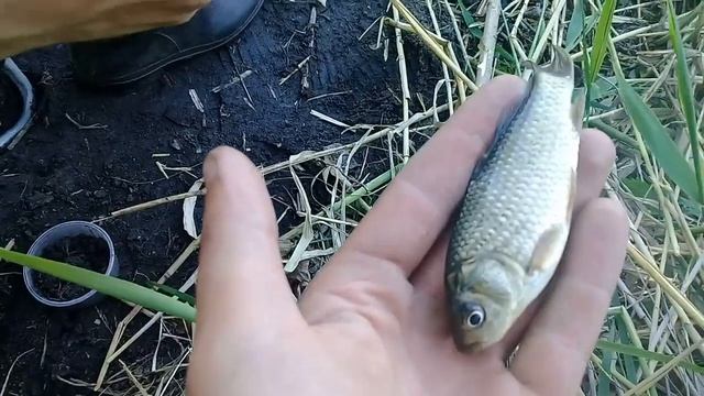 НАГЛАЯ ЛИСА ВОРУЕТ ЕДУ НА РЫБАЛКЕ, ловля карася на поплавок 2020. смотреть онлайн