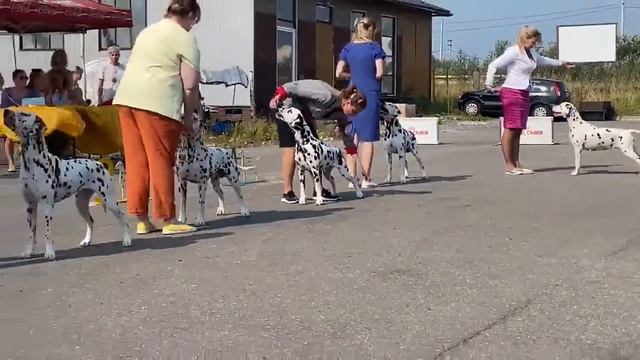 Чемпионат Далматинов. Часть 7. Бесты: Бэби, Щенки, Ветераны, Юниоры, BOB и BOS