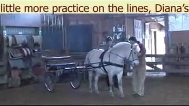 Bit to Bitless Clinic 3 - Norwegian Driving in Cart смотреть онлайн