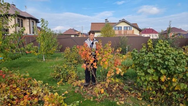 если не обрезать черную смородину осенью - УРОЖАЯ НЕ БУДЕТ год спустя или обрезка черной смородины смотреть онлайн