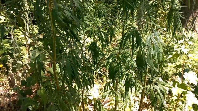 Лекарственная трава Пустырник.Сбор трава в июне. смотреть онлайн