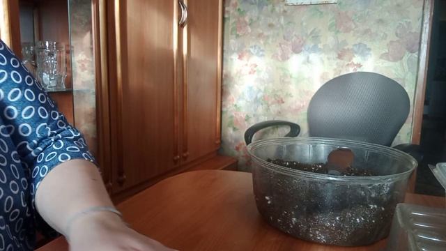 январские посевы. петуния, гелиотроп- посев на рассаду, 1 января 2023 г смотреть онлайн