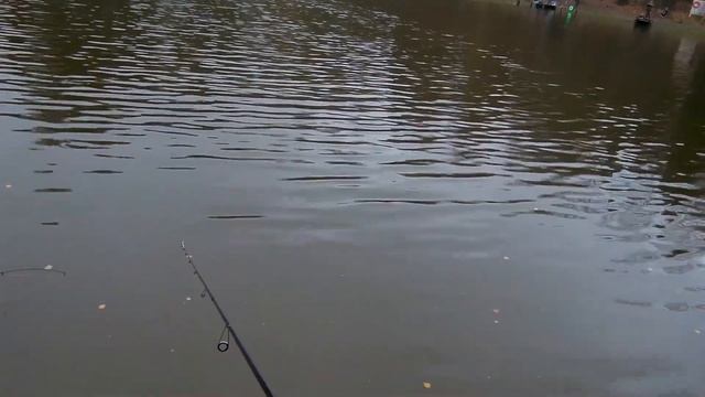 Гиперактивная форель на блесну. "Клевое место", Лосиный остров. Trout fishing in a "Cool place". смотреть онлайн