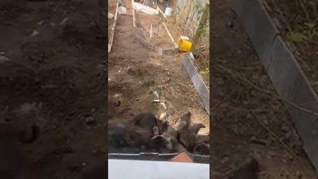 Дача, непрошенные гости.Куда бежать? смотреть онлайн