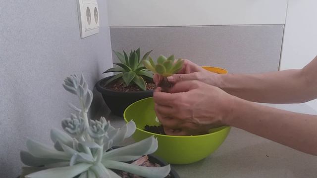 Calor extremo y sol que achicharra sobre nuestras suculentas. смотреть онлайн