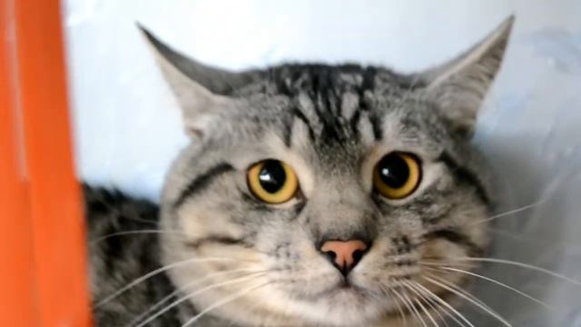 Злой кот смотреть онлайн