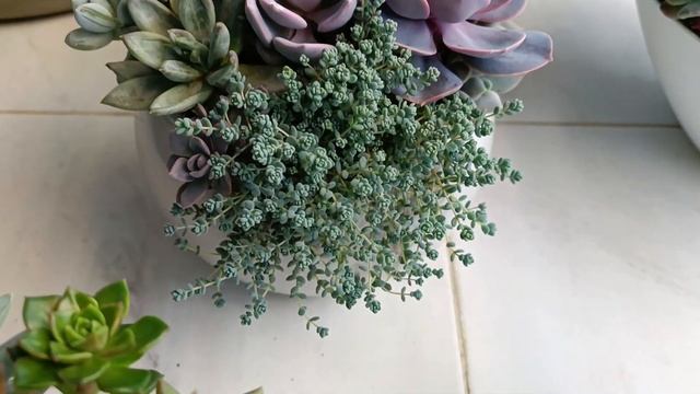 Седум испанский и дасифилюм смотреть онлайн