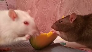 Домашние декоративные крысы Видео про крыс  Канал про домашних животных Содержание декоративных кры