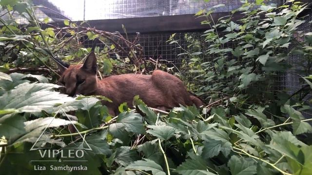 Каракал - нашли каракала Сири (спряталась).