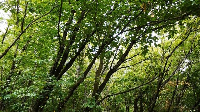 Береза железная I Betula schmidtii смотреть онлайн
