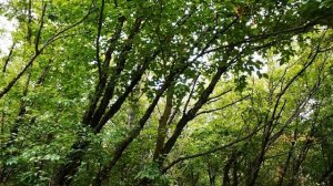 Береза железная I Betula schmidtii