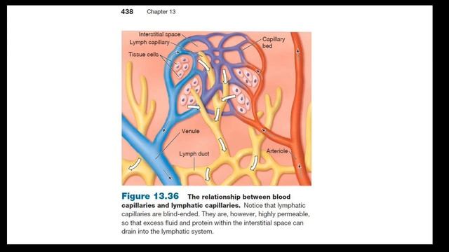 Лимфатическая и иммунная системы (часть 2) | Видеокурс Андрея Антонова "Основы физиологии человека" смотреть онлайн