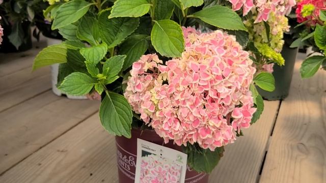 Hydrangea Forever & Ever® Peppermint // Spectacular Variety?with Unusual Bi Color, Picotee Blooms