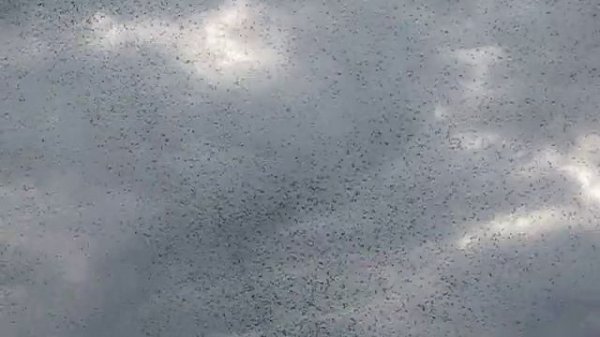 Gli Uccelli Di Roma (The Birds of Rome)