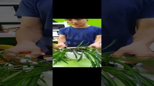 Почва, удобрения, горшок для хлорофитума. Ч.2