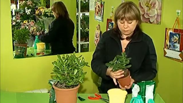 Грядки в порядке Денежное дерево смотреть онлайн