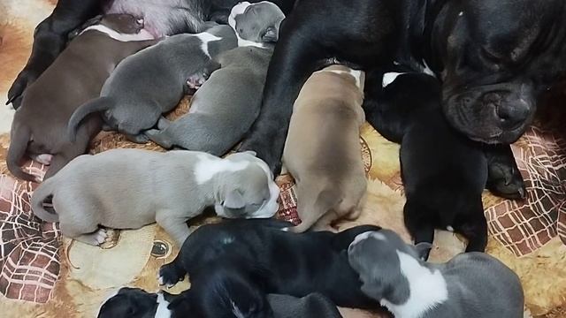 В конце щенячьи поцелуйчики? смотреть онлайн