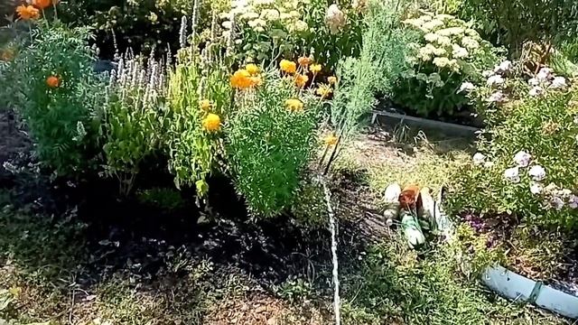 Кобея зацвела, бордюр на клумбе, пересадили клематис, выкопали малину, воду льем. 19.08.22 смотреть онлайн