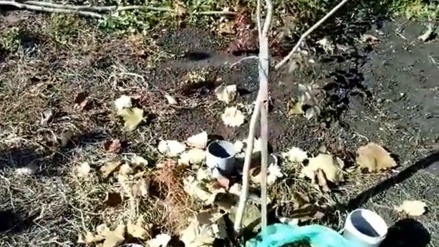 Опылитель фундука сорта Трапезунд - залог Вашего урожая. смотреть онлайн